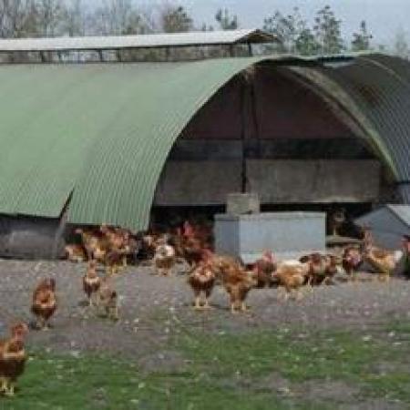 Élevage de plein-air et grippe aviaire : la crise dure, les éleveur.euses endurent